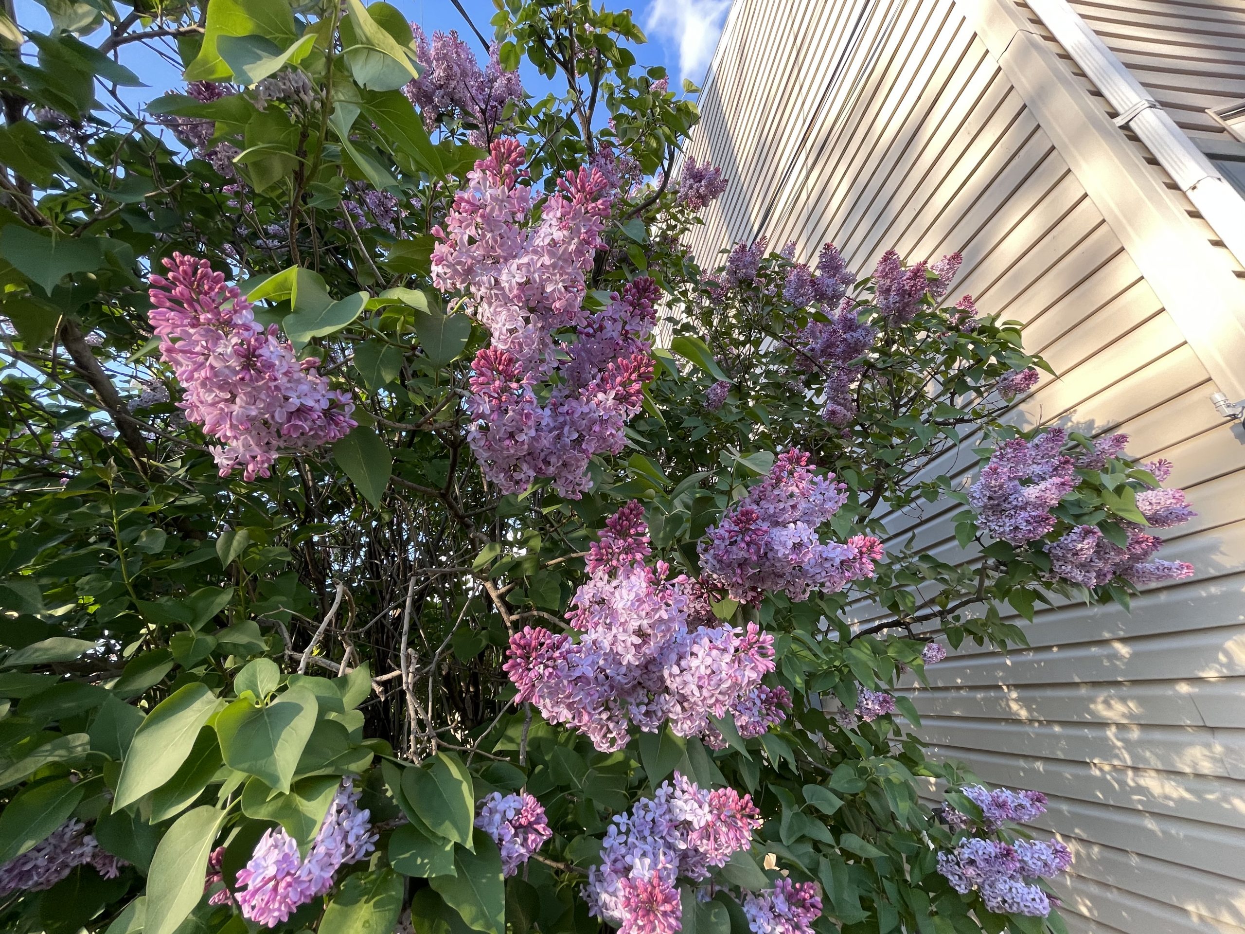 Say Yes To The Lilacs!