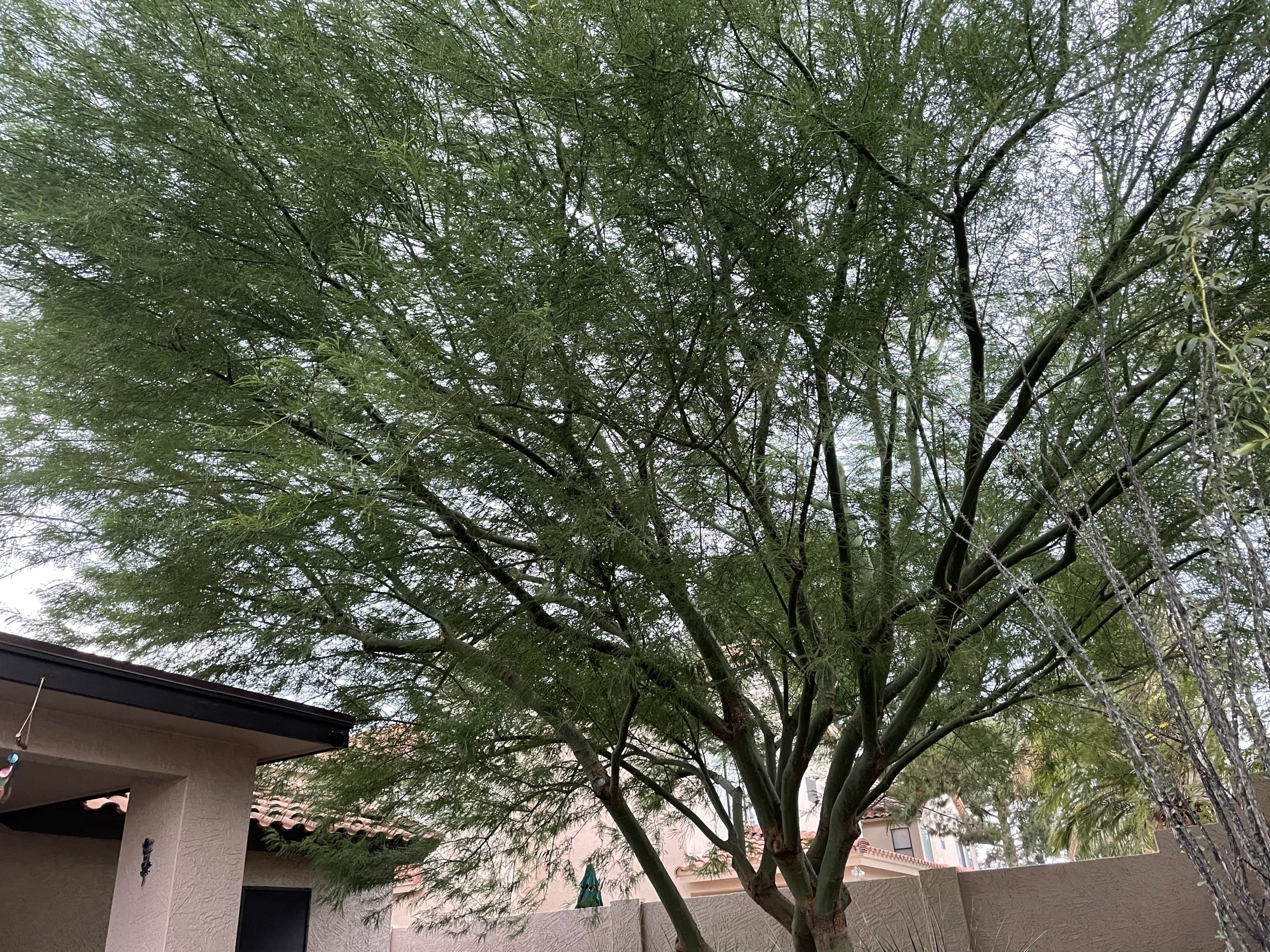 Say YES To An AZ Dust Storm!
