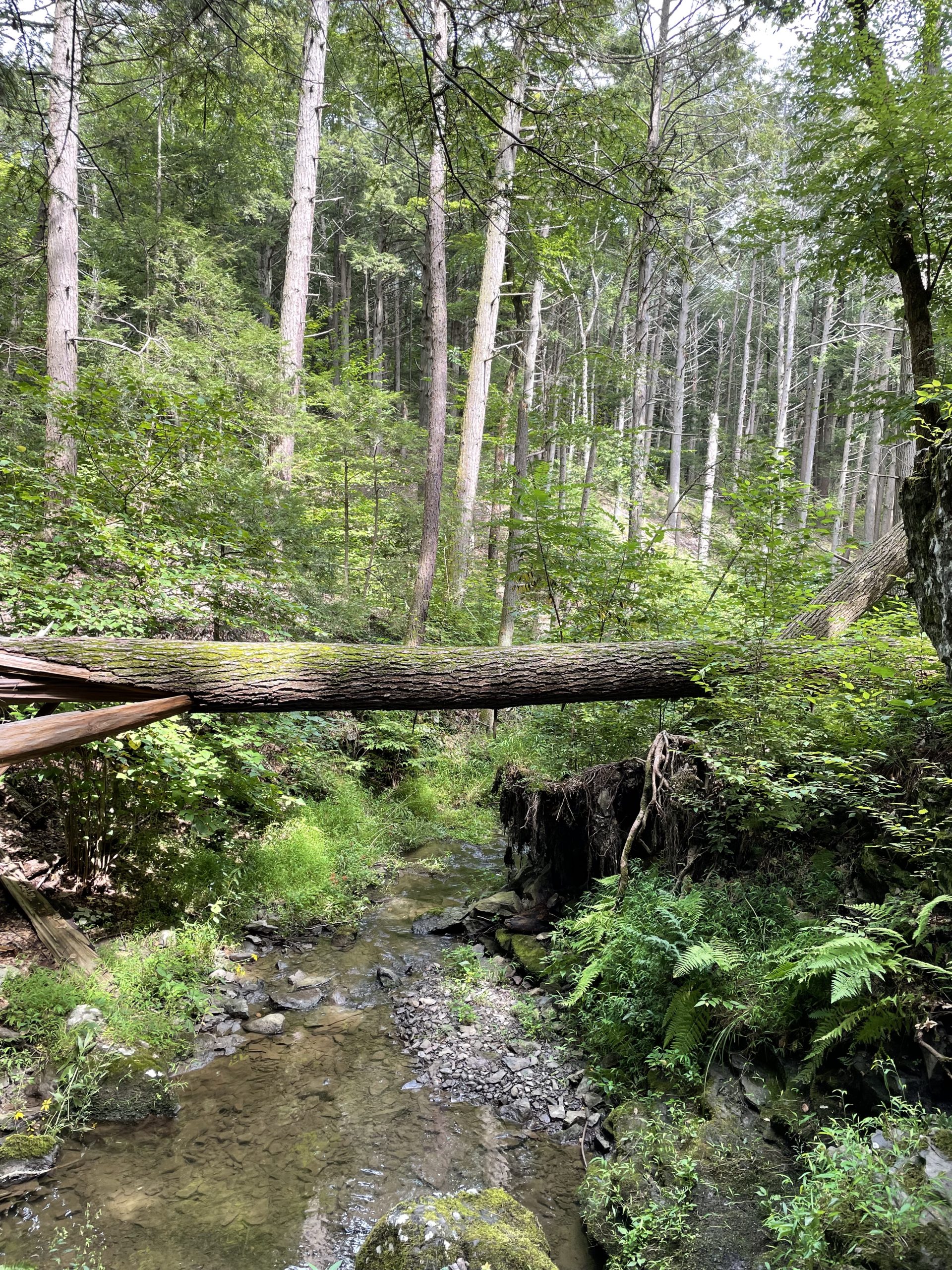 Say YES To A Hike To The Gorge!